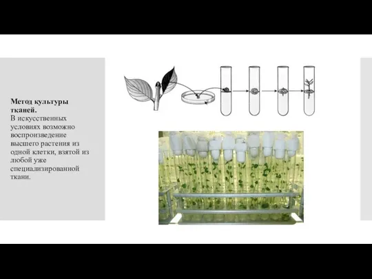 Метод культуры тканей. В искусственных условиях возможно воспроизведение высшего растения из одной