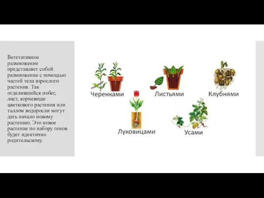 Вегетативное размножение представляет собой размножение с помощью частей тела взрослого растения. Так