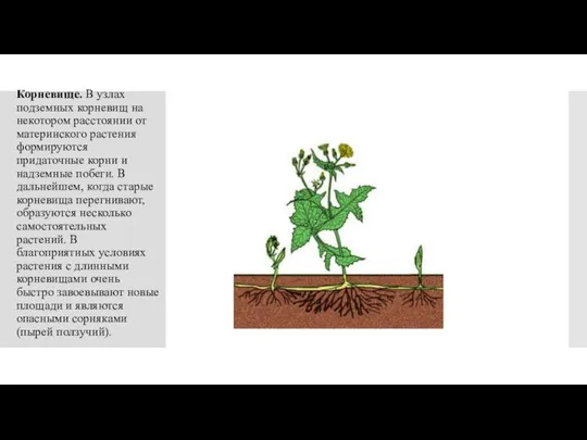 Корневище. В узлах подземных корневищ на некотором расстоянии от материнского растения формируются