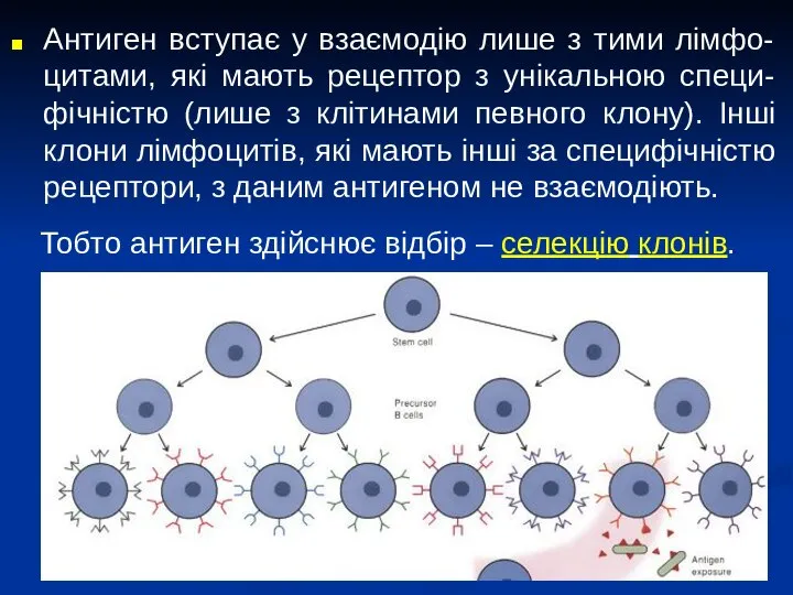 Антиген вступає у взаємодію лише з тими лімфо-цитами, які мають рецептор з