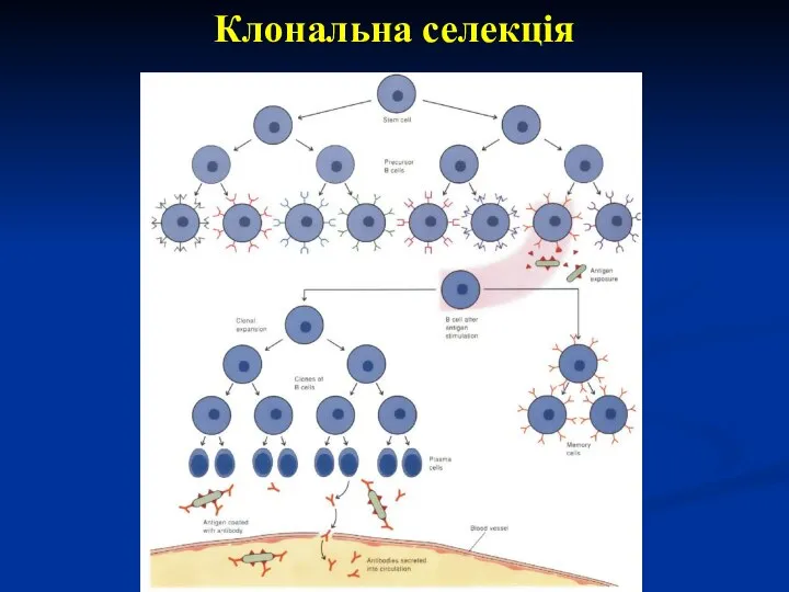 Клональна селекція