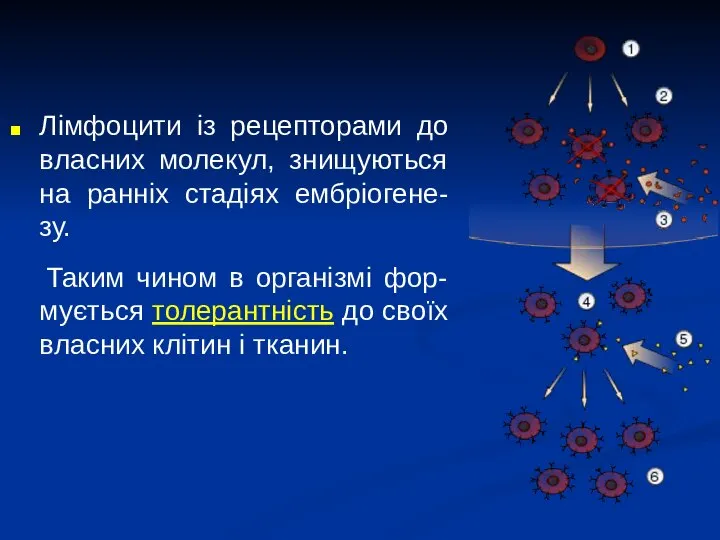 Лімфоцити із рецепторами до власних молекул, знищуються на ранніх стадіях ембріогене-зу. Таким