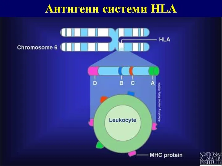 Антигени системи HLA