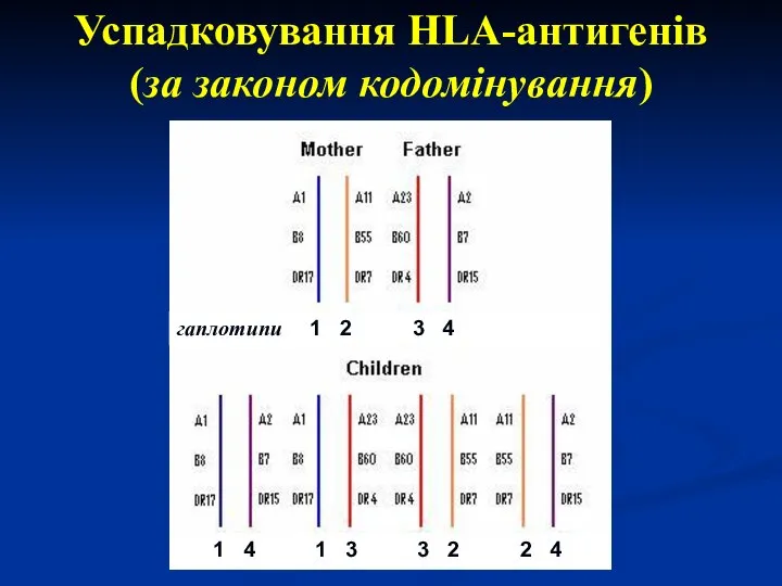 Успадковування HLA-антигенів (за законом кодомінування) гаплотипи 1 2 3 4 1 4