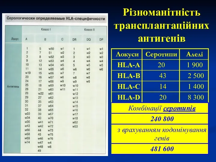 Різноманітність трансплантаційних антигенів