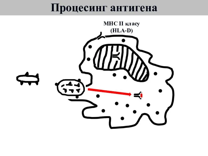 Процесинг антигена MHC II класу (HLA-D)