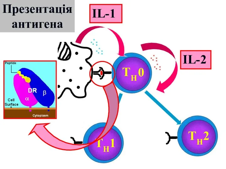 Презентація антигена TH TH1 TH2 IL-1 IL-2 0