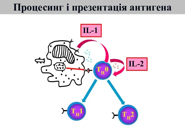 TH0 TH1 TH2 IL-1 IL-2 Процесинг і презентація антигена