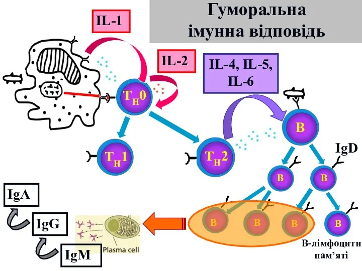 Гуморальна імунна відповідь TH0 TH1 TH2 IL-1 IL-2 В В В В