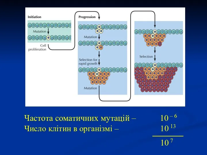 Частота соматичних мутацій – 10 – 6 Число клітин в організмі – 10 13 10 7