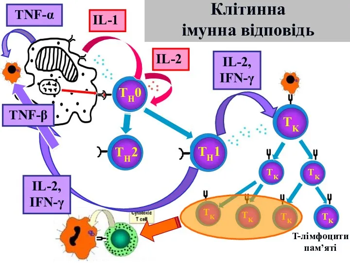 Клітинна імунна відповідь TH0 TH2 TH1 IL-1 IL-2 TK TK TK TK