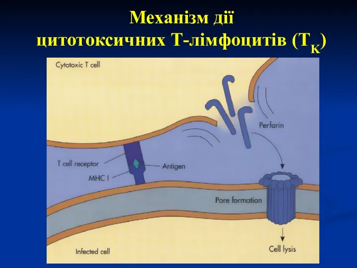 Механізм дії цитотоксичних Т-лімфоцитів (TK)