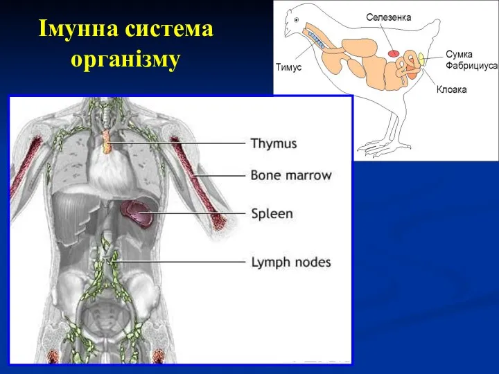 Імунна система організму