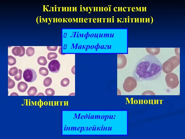 Клітини імунної системи (імунокомпетентні клітини) Моноцит Лімфоцити Лімфоцити Макрофаги Медіатори: інтерлейкіни