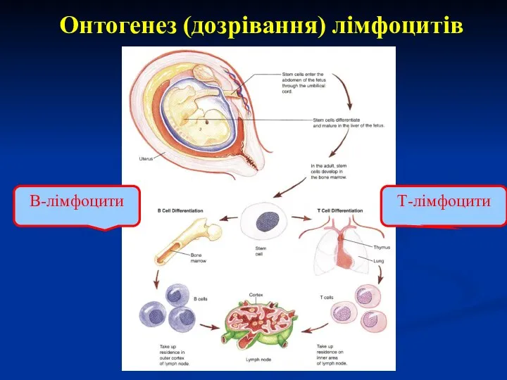 Онтогенез (дозрівання) лімфоцитів Т-лімфоцити В-лімфоцити