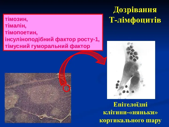 Дозрівання Т-лімфоцитів тімозин, тімалін, тімопоетин, інсуліноподібний фактор росту-1, тімусний гуморальний фактор Епітелоїдні клітини-«няньки» кортикального шару