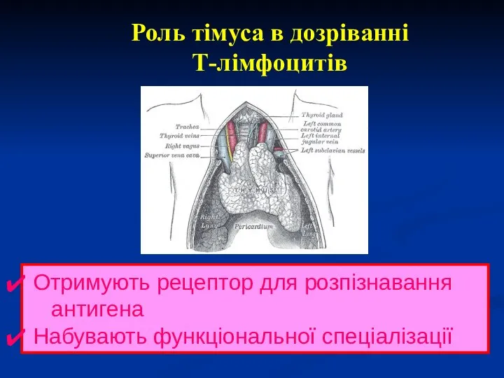 Роль тімуса в дозріванні Т-лімфоцитів Отримують рецептор для розпізнавання антигена Набувають функціональної спеціалізації