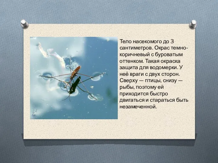 Тело насекомого до 3 сантиметров. Окрас темно-коричневый с буроватым оттенком. Такая окраска