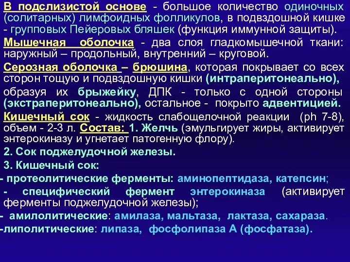 В подслизистой основе - большое количество одиночных (солитарных) лимфоидных фолликулов, в подвздошной