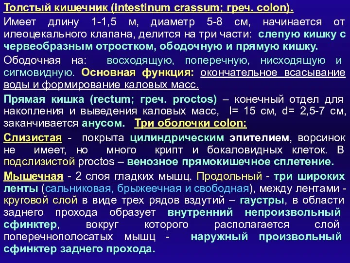 Толстый кишечник (intestinum crassum; греч. colon). Имеет длину 1-1,5 м, диаметр 5-8