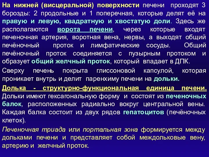 На нижней (висцеральной) поверхности печени проходят 3 борозды: 2 продольные и 1