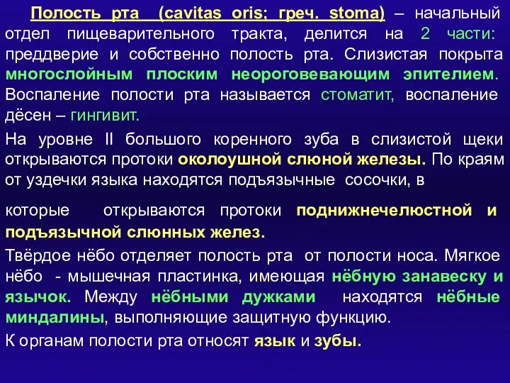 Полость рта (cavitas oris; греч. stoma) – начальный отдел пищеварительного тракта, делится