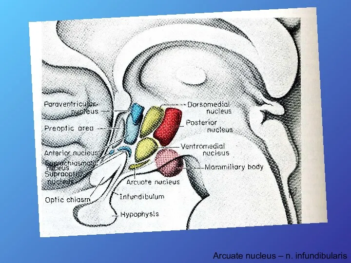 Arcuate nucleus – n. infundibularis