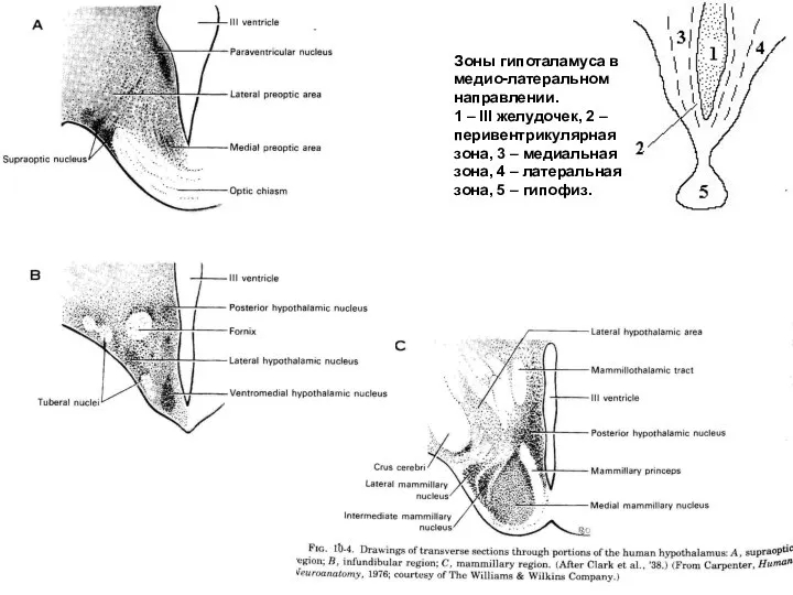 Зоны гипоталамуса в медио-латеральном направлении. 1 – III желудочек, 2 – перивентрикулярная