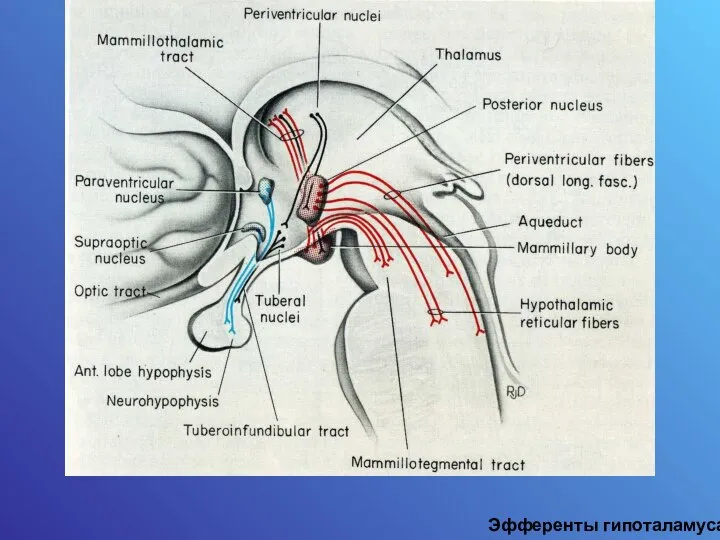 Эфференты гипоталамуса