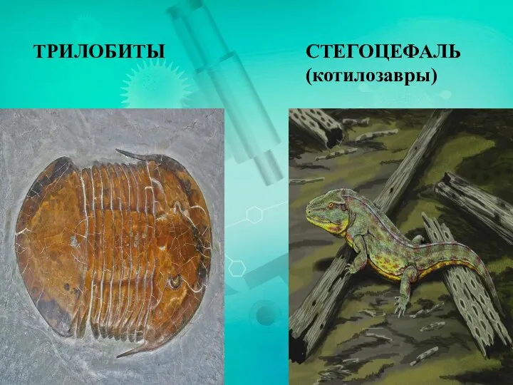 ТРИЛОБИТЫ СТЕГОЦЕФАЛЬ (котилозавры)