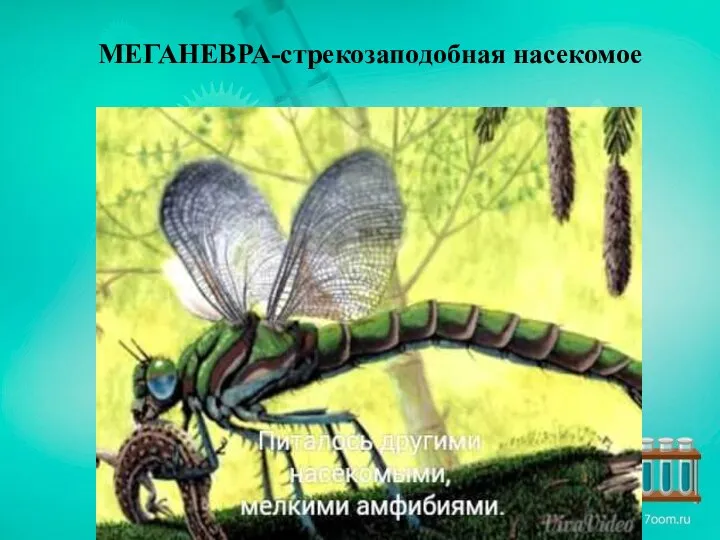 МЕГАНЕВРА-стрекозаподобная насекомое