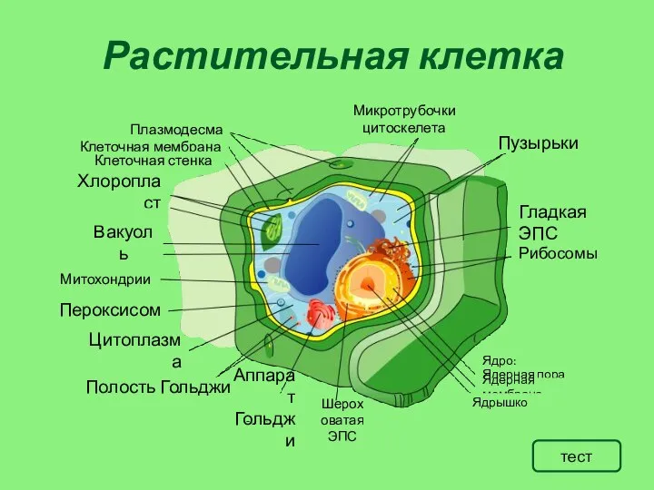 Растительная клетка Вакуоль Хлоропласт Плазмодесма Митохондрии Клеточная мембрана Клеточная стенка Пероксисом Цитоплазма