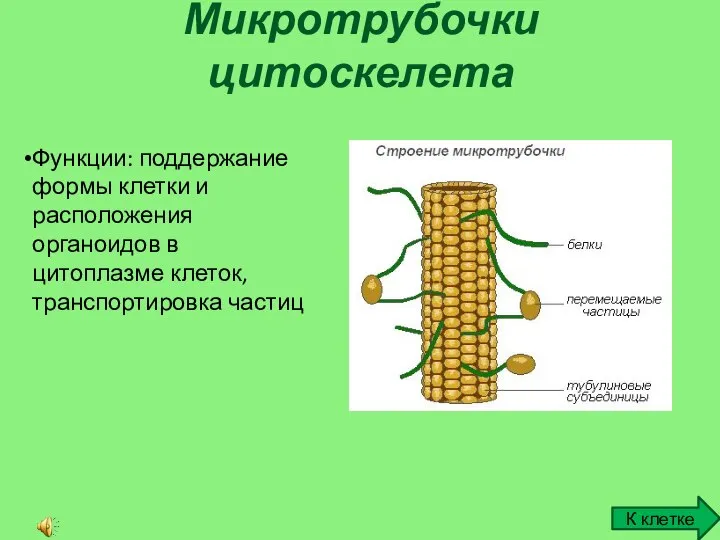 Микротрубочки цитоскелета К клетке Функции: поддержание формы клетки и расположения органоидов в цитоплазме клеток, транспортировка частиц