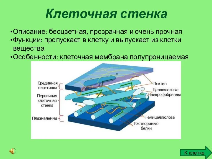 Клеточная стенка Описание: бесцветная, прозрачная и очень прочная Функции: пропускает в клетку