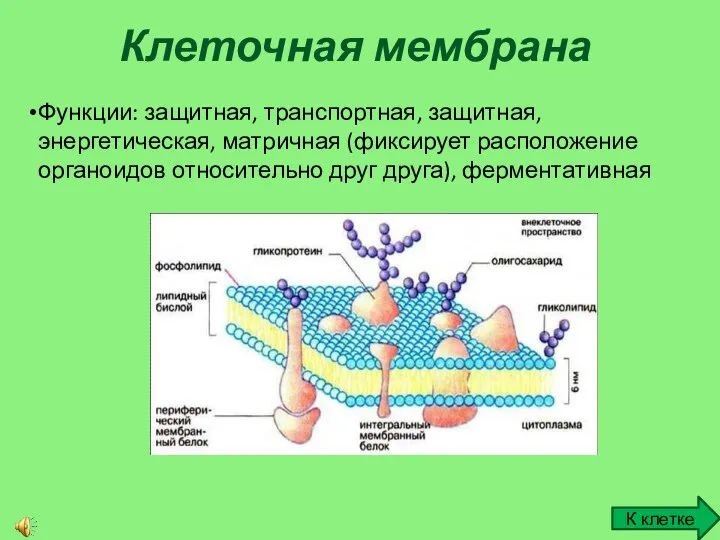 Клеточная мембрана К клетке Функции: защитная, транспортная, защитная, энергетическая, матричная (фиксирует расположение