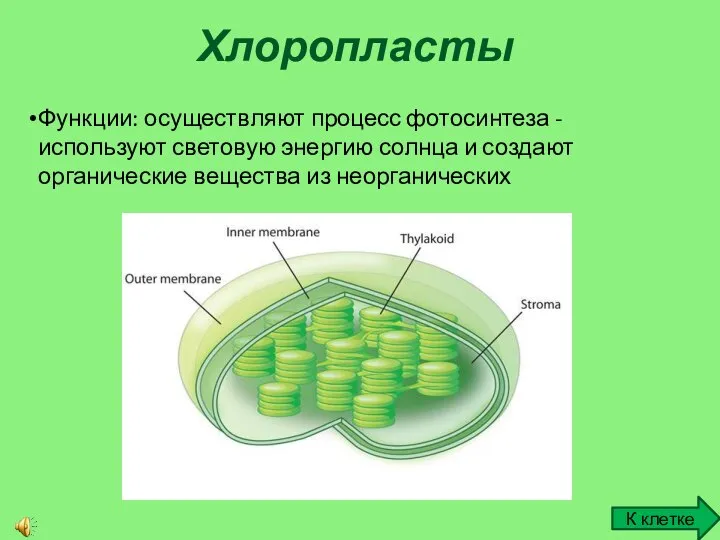 Хлоропласты К клетке Функции: осуществляют процесс фотосинтеза - используют световую энергию солнца