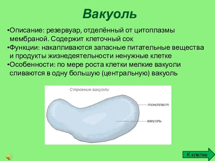 Вакуоль Описание: резервуар, отделённый от цитоплазмы мембраной. Содержит клеточный сок Функции: накапливаются