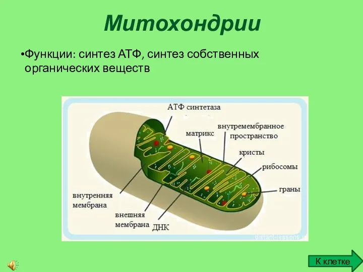 Митохондрии К клетке Функции: синтез АТФ, синтез собственных органических веществ