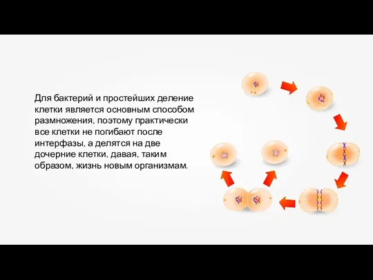 Для бактерий и простейших деление клетки является основным способом размножения, поэтому практически