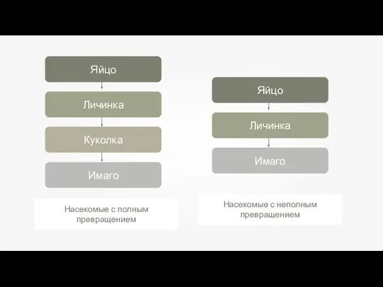 Насекомые с полным превращением Насекомые с неполным превращением Яйцо Личинка Куколка Имаго Яйцо Личинка Имаго