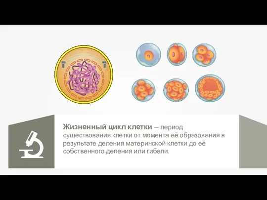 Жизненный цикл клетки — период существования клетки от момента её образования в