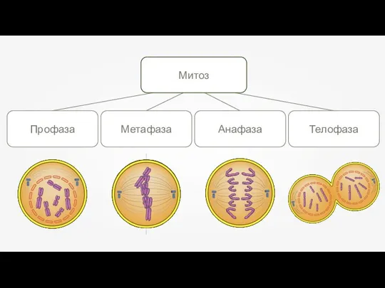 Профаза Телофаза Метафаза Митоз Анафаза