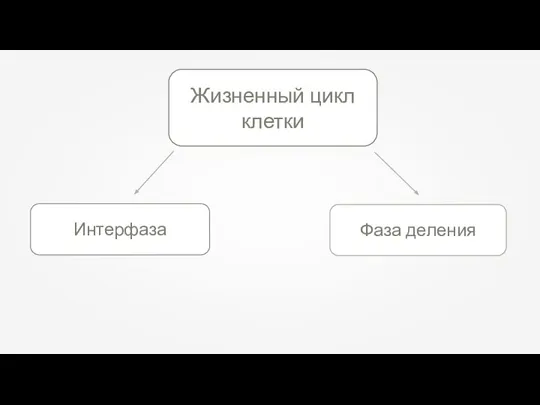 Жизненный цикл клетки