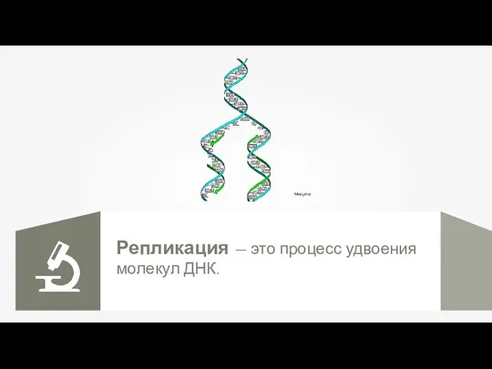 Репликация — это процесс удвоения молекул ДНК. Madprice
