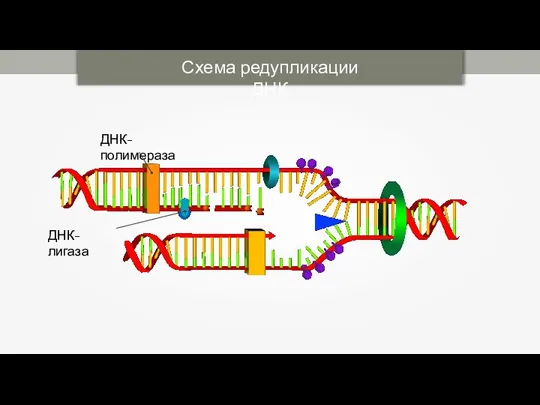 Схема редупликации ДНК