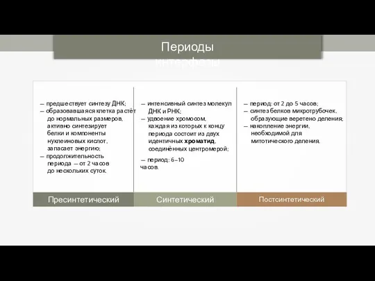 Периоды интерфазы Пресинтетический Синтетический Постсинтетический — предшествует синтезу ДНК; — образовавшаяся клетка