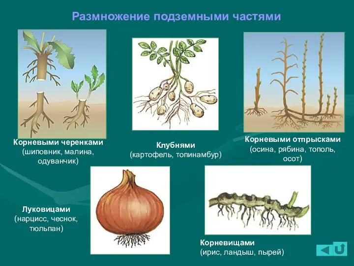 Размножение подземными частями Корневыми черенками (шиповник, малина, одуванчик) Корневыми отпрысками (осина, рябина,