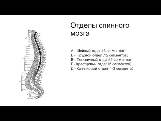 Отделы спинного мозга А - Шейный отдел（8 сегментов） Б - Грудной отдел（12