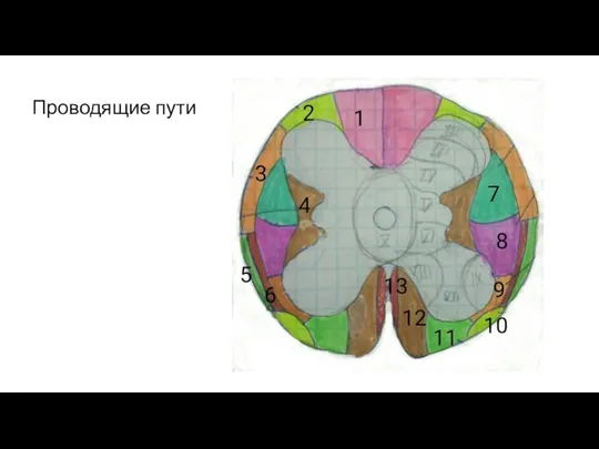 Проводящие пути