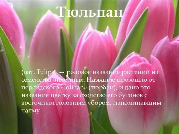 Тюльпан (лат. Tulipa) — родовое название растений из семейства лилейных. Название прозошло